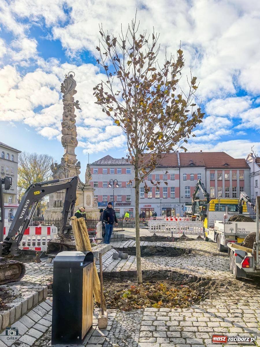 Zdjęcie w galerii na portalu naszraciborz.pl: Ile kosztowały drzewa na Rynku? Prezydent pokazuje rachunek wiadomości z regionu