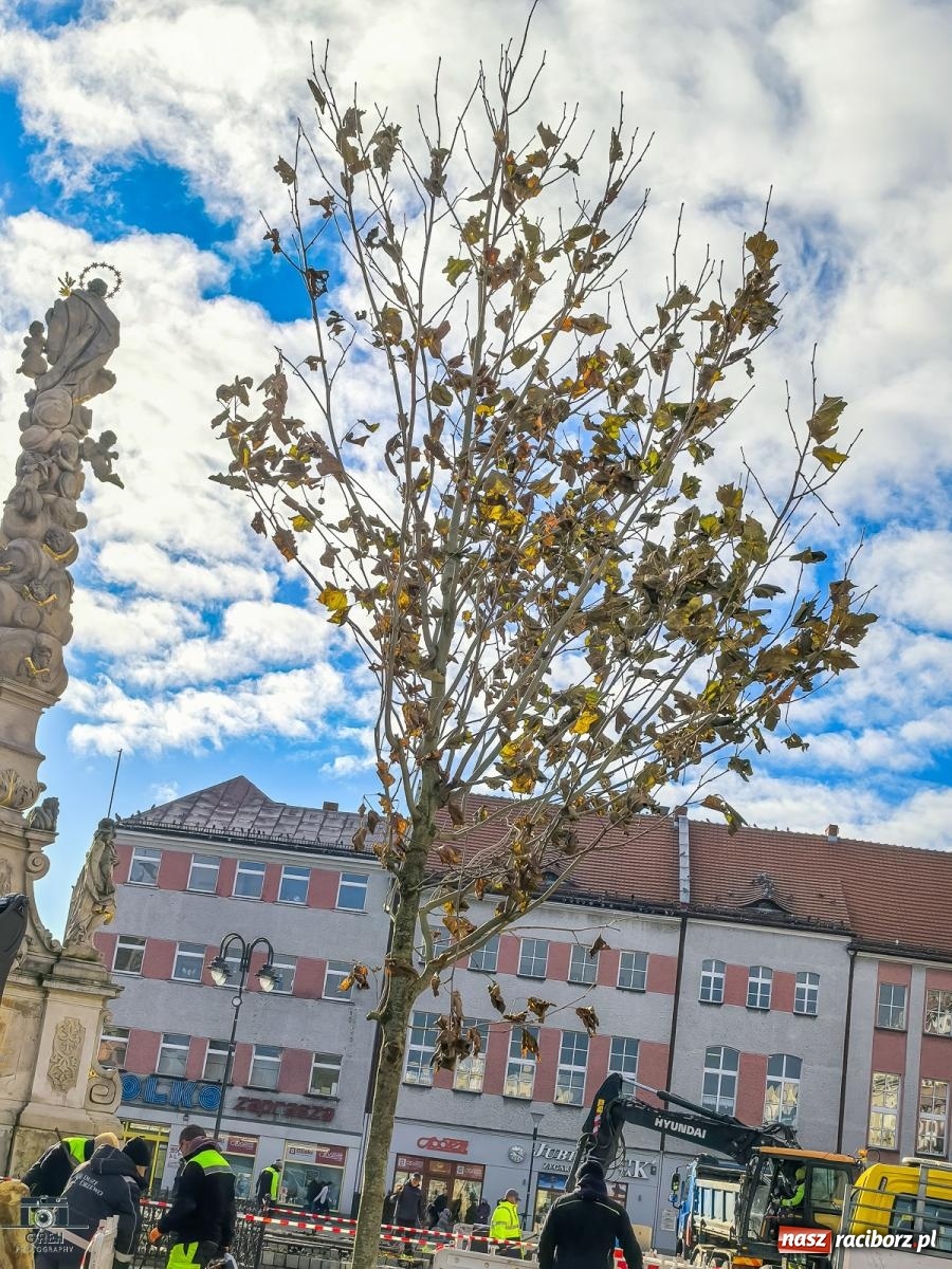 Zdjęcie w galerii na portalu naszraciborz.pl: Ile kosztowały drzewa na Rynku? Prezydent pokazuje rachunek wiadomości z regionu
