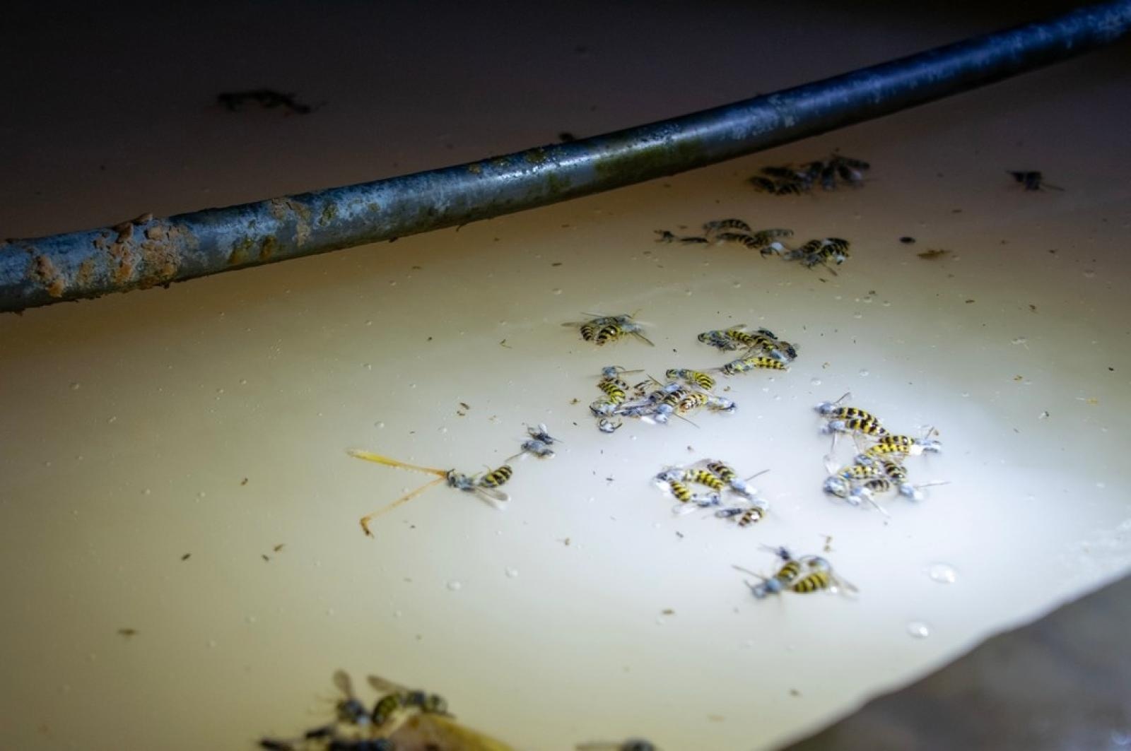 Zdjęcie w galerii na portalu naszraciborz.pl: KAS ostrzega przed kupnem alkoholu nieznanego pochodzenia wiadomości z regionu