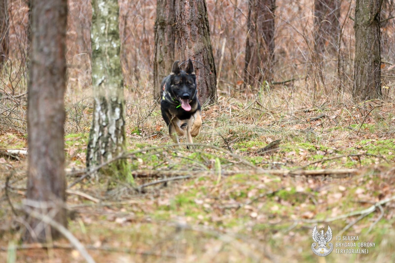 Zdjęcie w galerii na portalu naszraciborz.pl: Trudne egzaminy dla psów służbowych w Kuźni Raciborskiej wiadomości z regionu