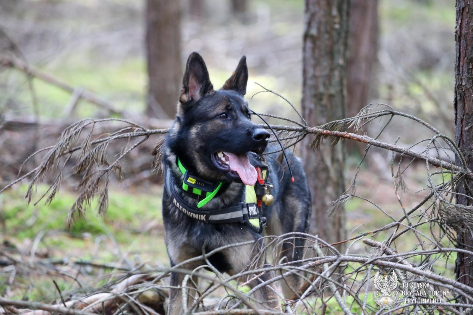 Zdjęcie w galerii na portalu naszraciborz.pl: Trudne egzaminy dla psów służbowych w Kuźni Raciborskiej wiadomości z regionu