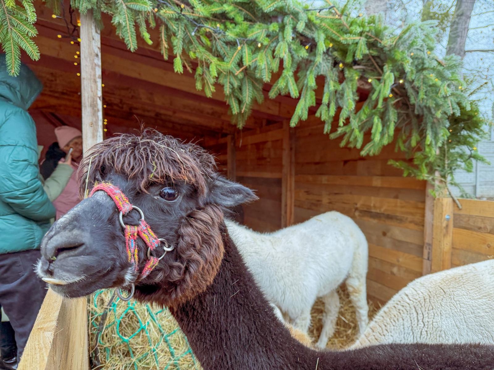 Zdjęcie w galerii na portalu naszraciborz.pl: Kiermasz Bożonarodzeniowy w Pietrowicach Wielkich [FOTO i WIDEO] wiadomości z regionu