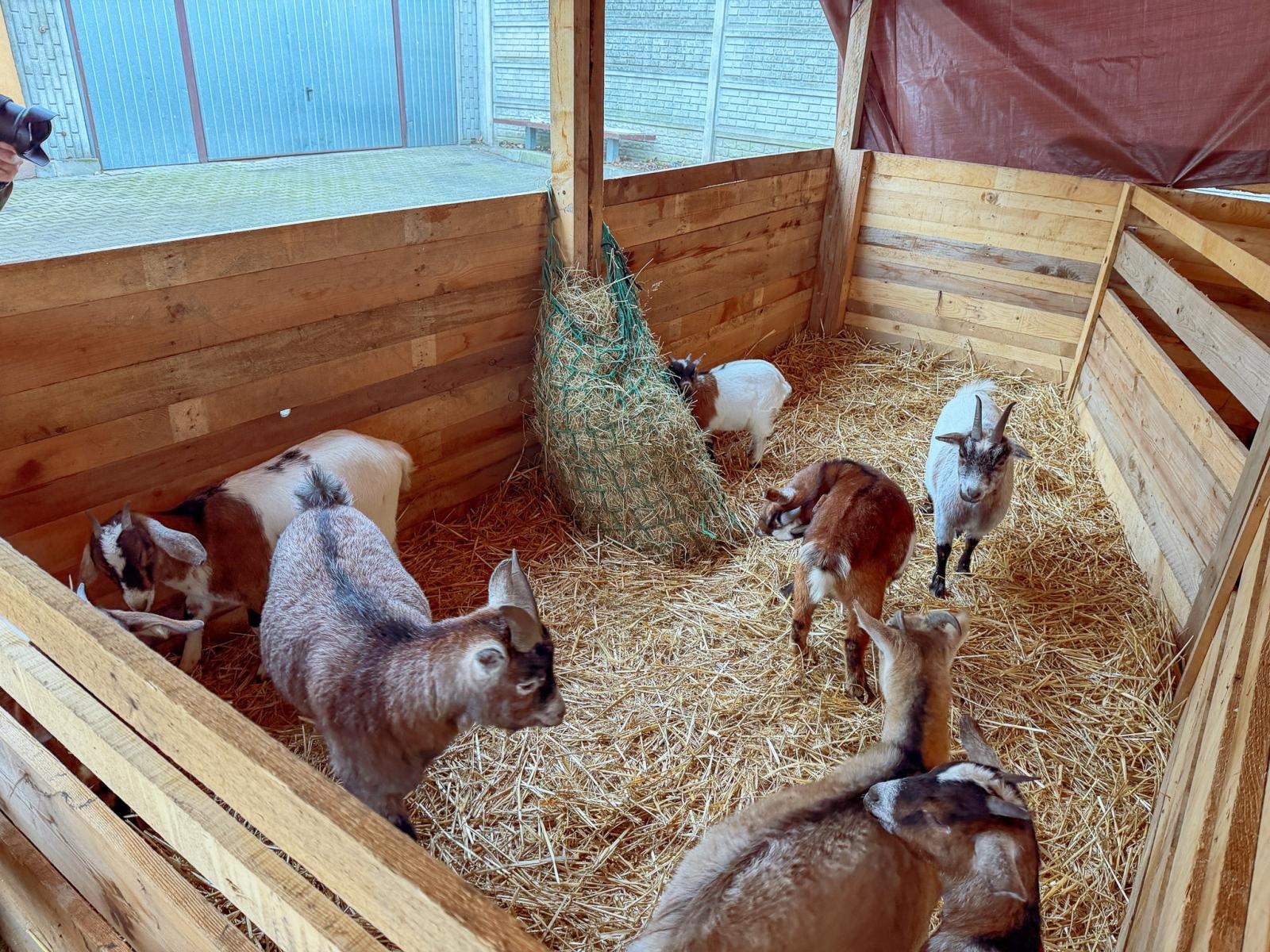 Zdjęcie w galerii na portalu naszraciborz.pl: Kiermasz Bożonarodzeniowy w Pietrowicach Wielkich [FOTO i WIDEO] wiadomości z regionu