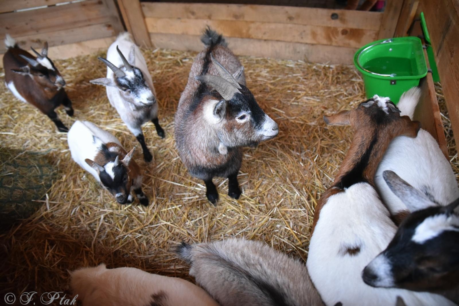 Zdjęcie w galerii na portalu naszraciborz.pl: Kiermasz Bożonarodzeniowy w Pietrowicach Wielkich [FOTO i WIDEO] wiadomości z regionu