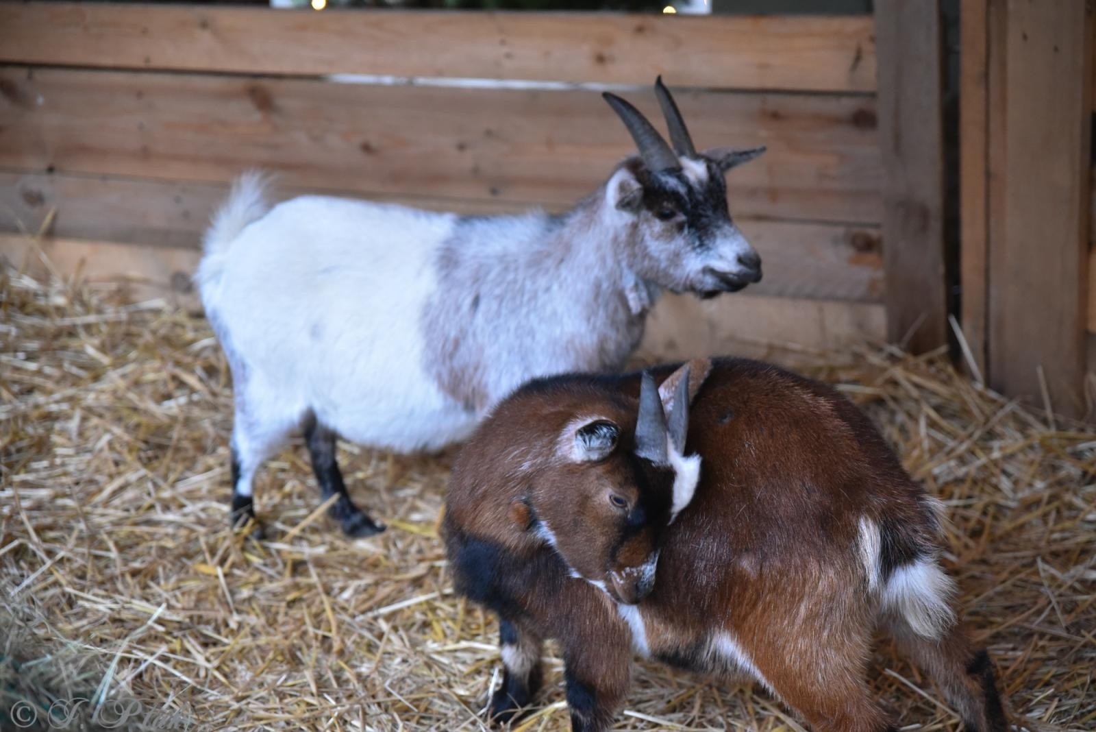 Zdjęcie w galerii na portalu naszraciborz.pl: Kiermasz Bożonarodzeniowy w Pietrowicach Wielkich [FOTO i WIDEO] wiadomości z regionu