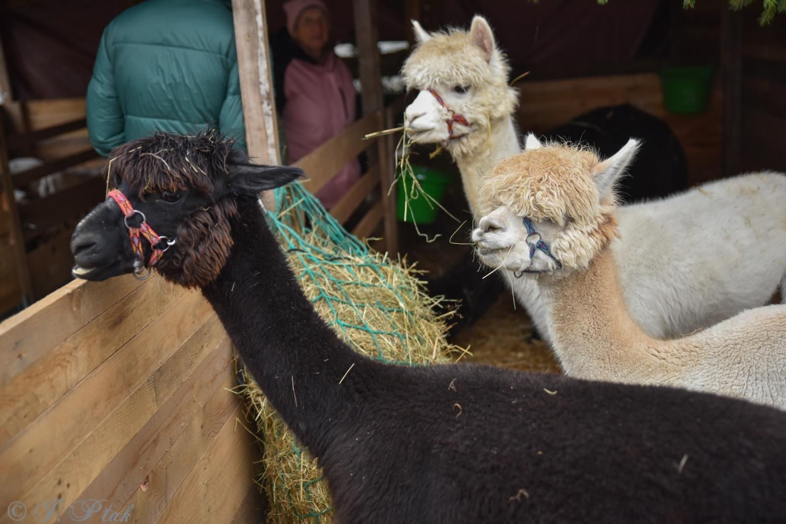 Zdjęcie w galerii na portalu naszraciborz.pl: Kiermasz Bożonarodzeniowy w Pietrowicach Wielkich [FOTO i WIDEO] wiadomości z regionu