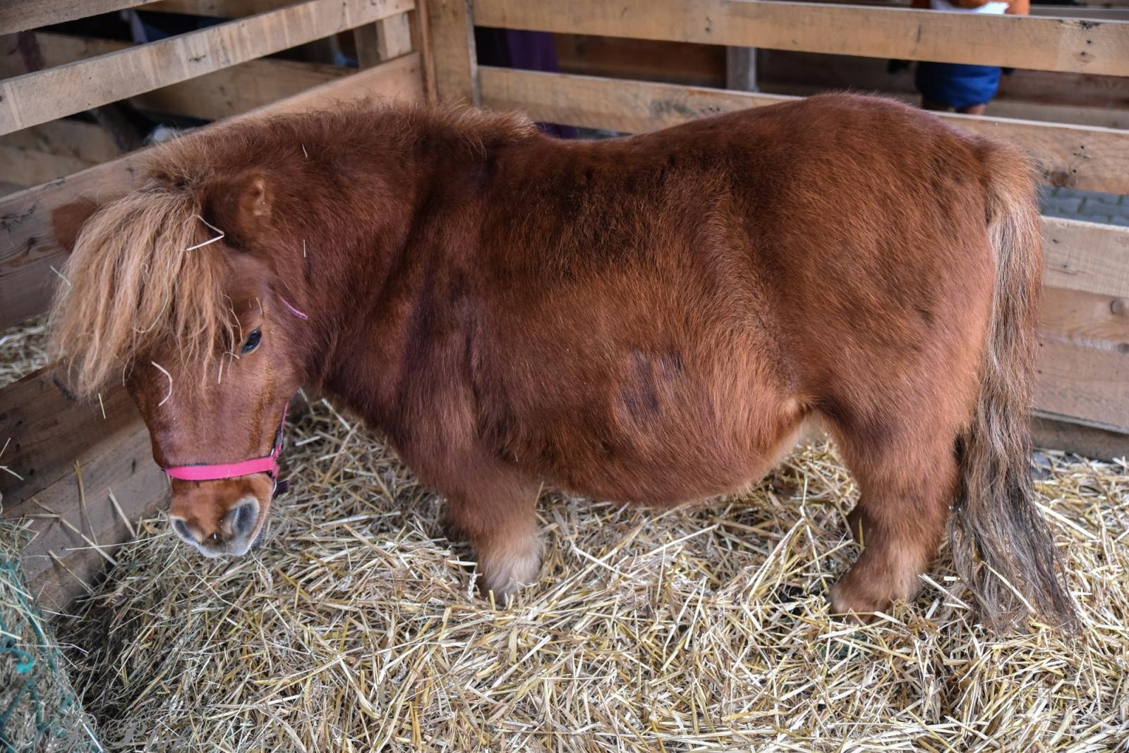 Zdjęcie w galerii na portalu naszraciborz.pl: Kiermasz Bożonarodzeniowy w Pietrowicach Wielkich [FOTO i WIDEO] wiadomości z regionu