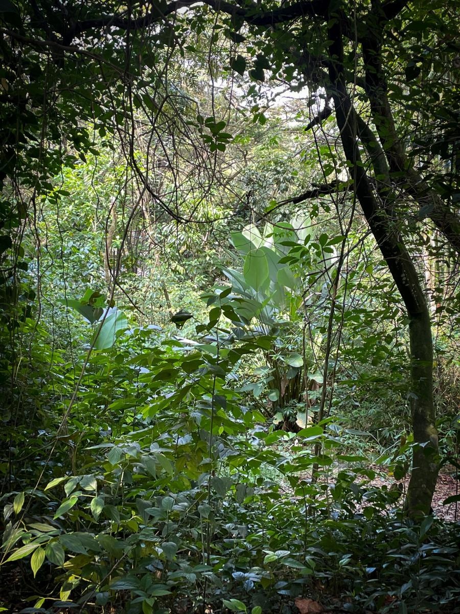 Zdjęcie w galerii na portalu naszraciborz.pl: Raciborzanie w Cali – światowej stolicy salsy [FOTO i WIDEO] wiadomości z regionu