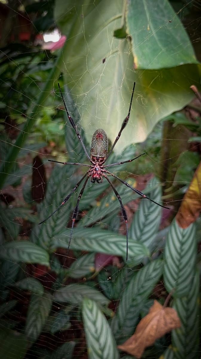 Zdjęcie w galerii na portalu naszraciborz.pl: Raciborzanie w Cali – światowej stolicy salsy [FOTO i WIDEO] wiadomości z regionu