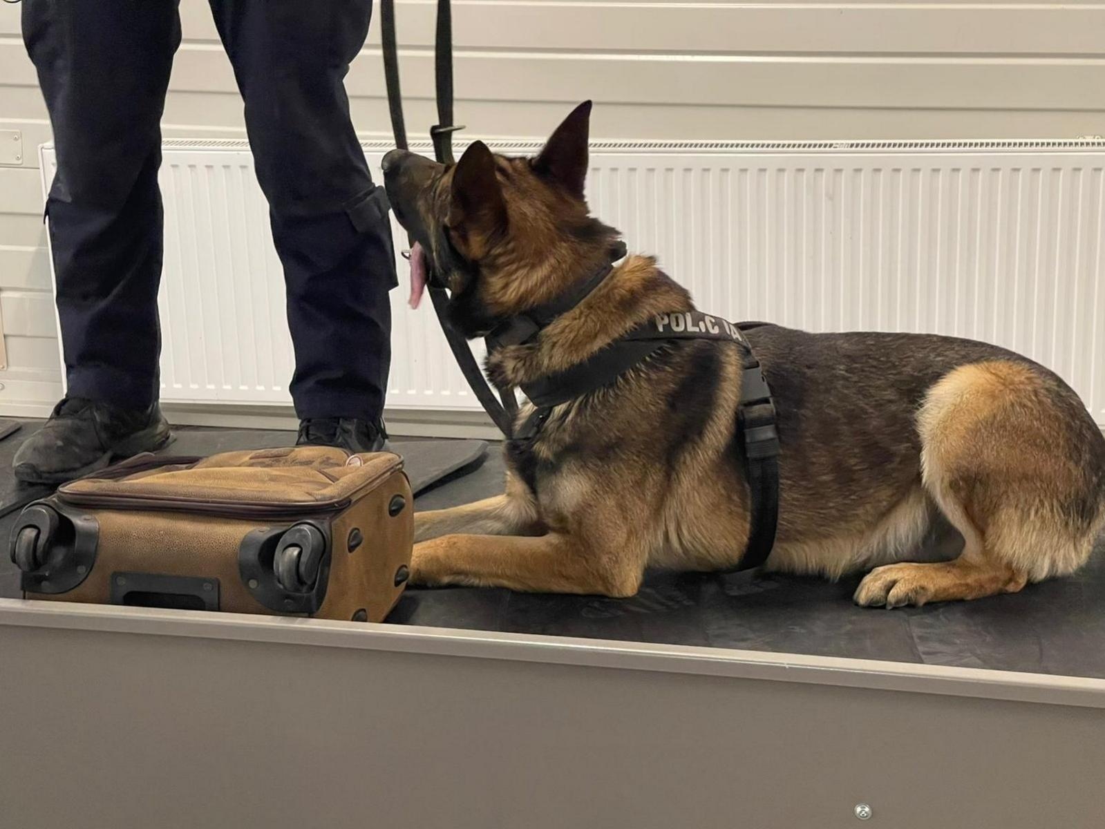 Zdjęcie w galerii na portalu naszraciborz.pl: Czworonożni strażnicy graniczni, żołnierze i policjanci szkolili się w Chorzowie wiadomości z regionu