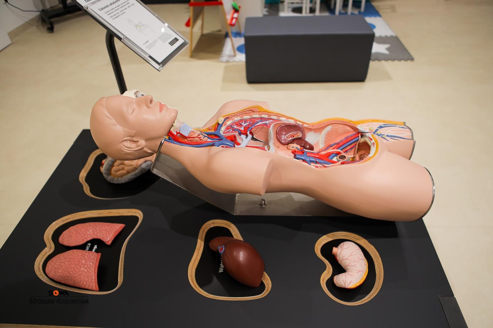 Zdjęcie w galerii na portalu naszraciborz.pl: Nowe stanowiska w Strefie Odkrywania Wyobraźni i Aktywności w Raciborzu wiadomości z regionu