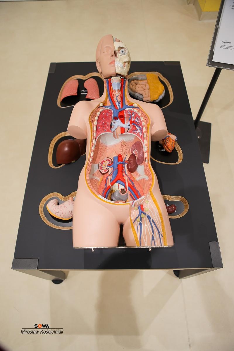 Zdjęcie w galerii na portalu naszraciborz.pl: Nowe stanowiska w Strefie Odkrywania Wyobraźni i Aktywności w Raciborzu wiadomości z regionu