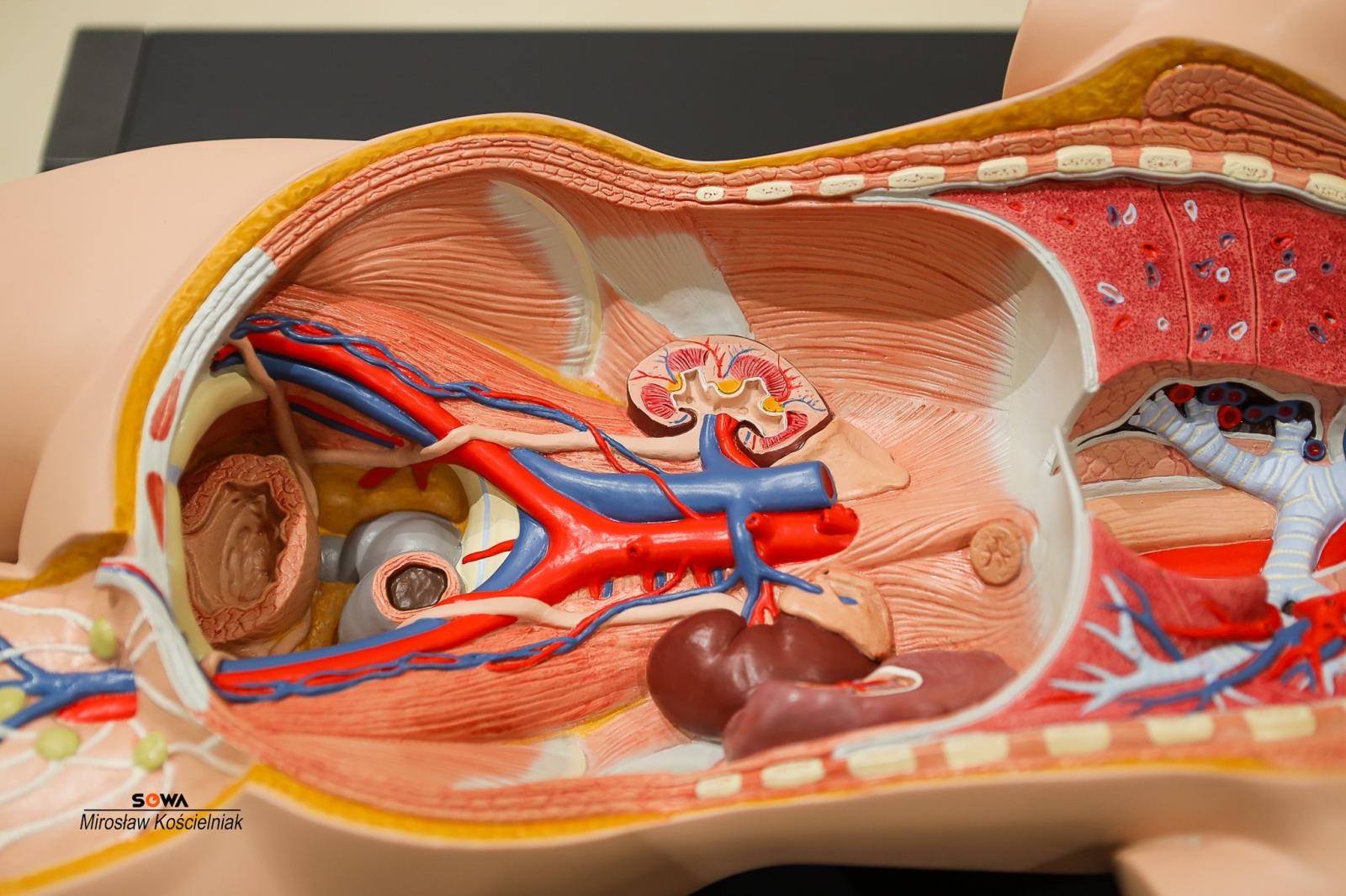Zdjęcie w galerii na portalu naszraciborz.pl: Nowe stanowiska w Strefie Odkrywania Wyobraźni i Aktywności w Raciborzu wiadomości z regionu