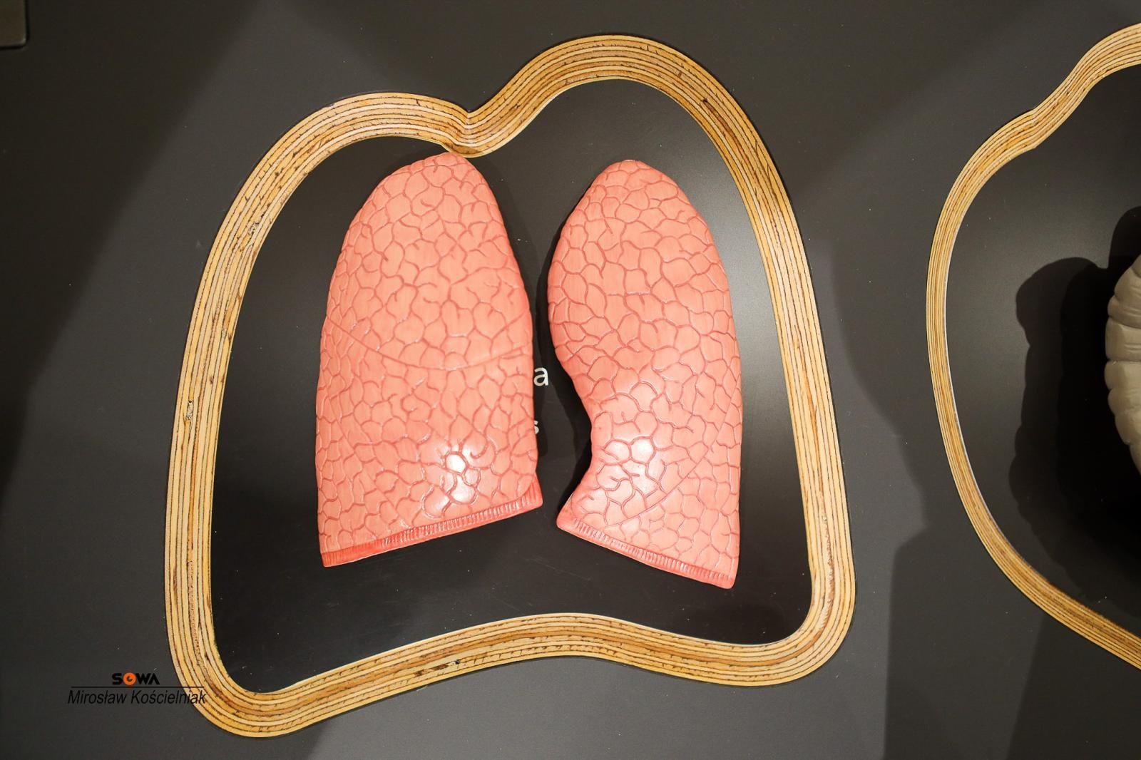 Zdjęcie w galerii na portalu naszraciborz.pl: Nowe stanowiska w Strefie Odkrywania Wyobraźni i Aktywności w Raciborzu wiadomości z regionu