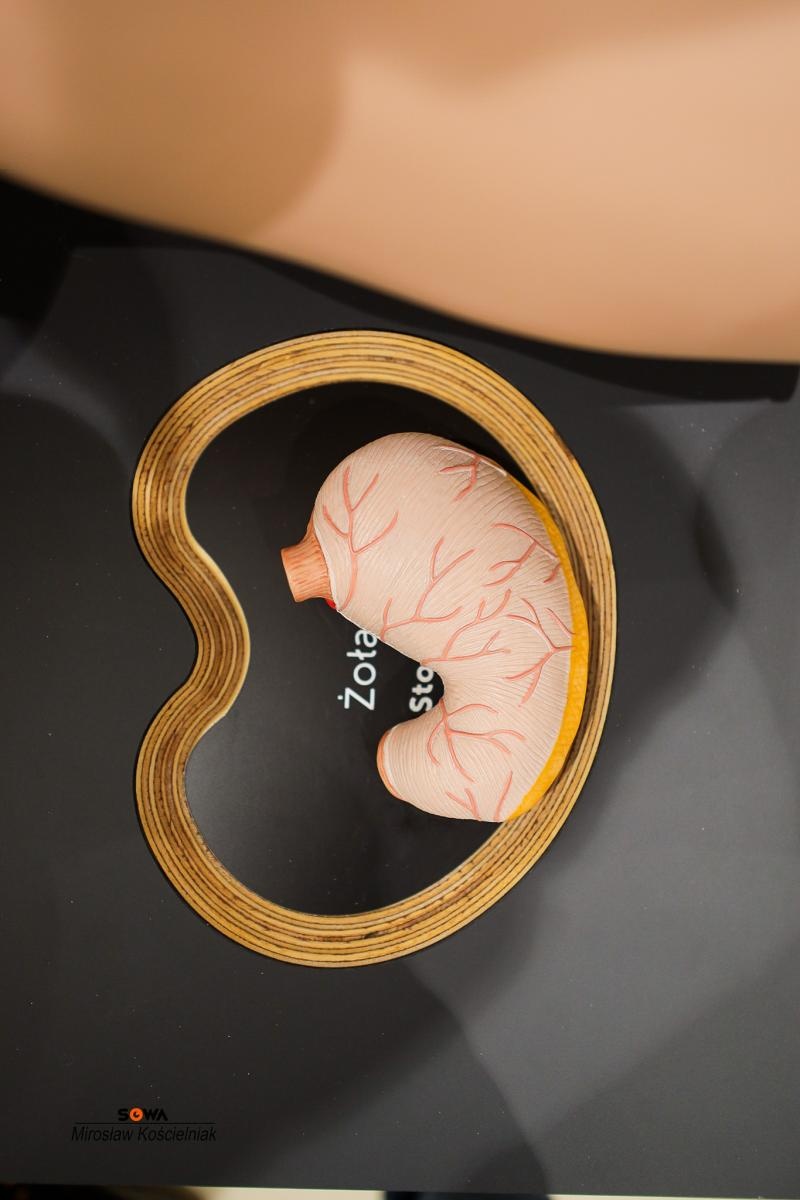 Zdjęcie w galerii na portalu naszraciborz.pl: Nowe stanowiska w Strefie Odkrywania Wyobraźni i Aktywności w Raciborzu wiadomości z regionu