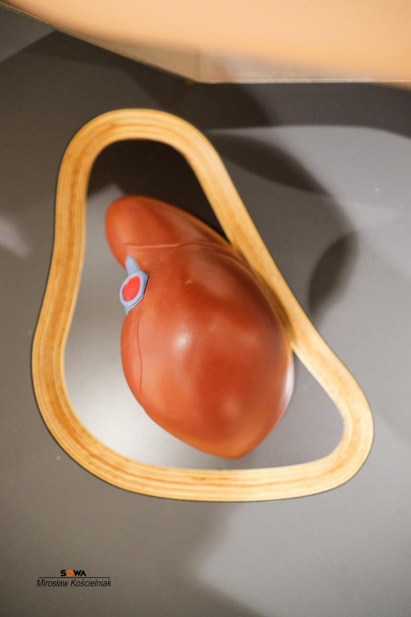 Zdjęcie w galerii na portalu naszraciborz.pl: Nowe stanowiska w Strefie Odkrywania Wyobraźni i Aktywności w Raciborzu wiadomości z regionu