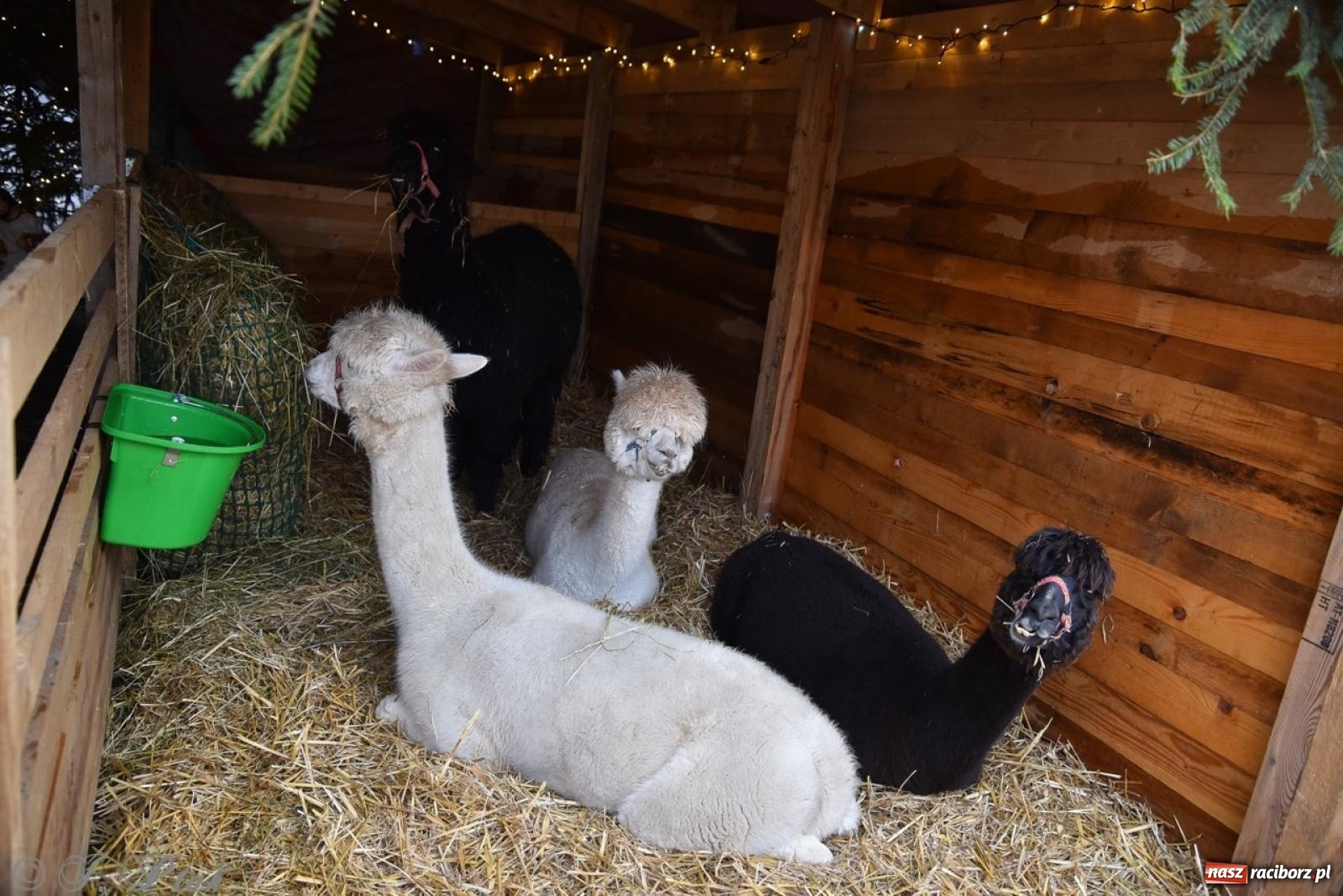 Zdjęcie w galerii na portalu naszraciborz.pl: Bajkowy Zamek Piastowski gościł Pociąg Świątecznych Marzeń [FOTO i WIDEO] wiadomości z regionu