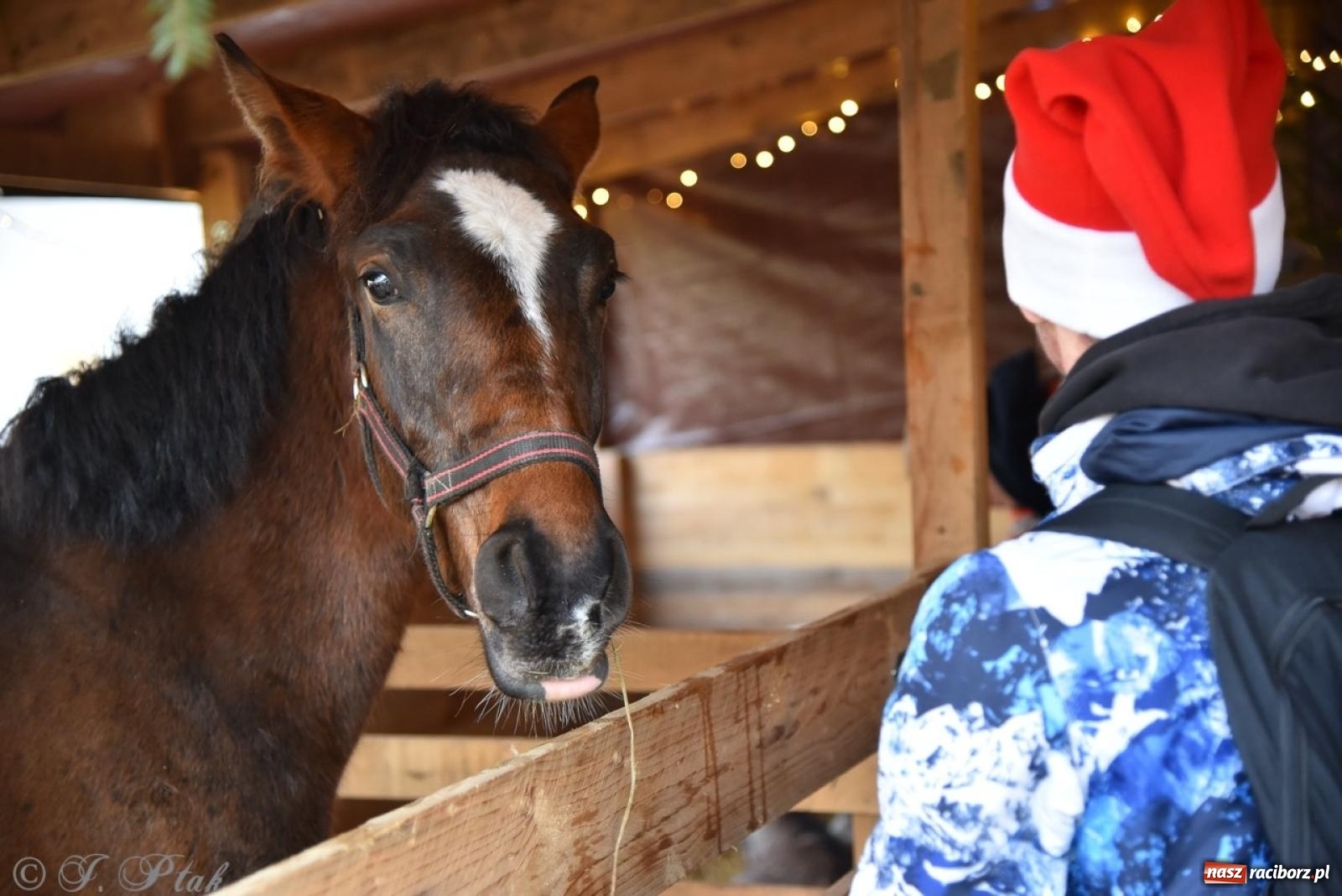Zdjęcie w galerii na portalu naszraciborz.pl: Bajkowy Zamek Piastowski gościł Pociąg Świątecznych Marzeń [FOTO i WIDEO] wiadomości z regionu