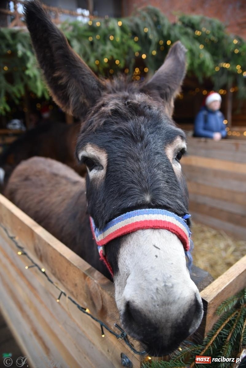 Zdjęcie w galerii na portalu naszraciborz.pl: Bajkowy Zamek Piastowski gościł Pociąg Świątecznych Marzeń [FOTO i WIDEO] wiadomości z regionu
