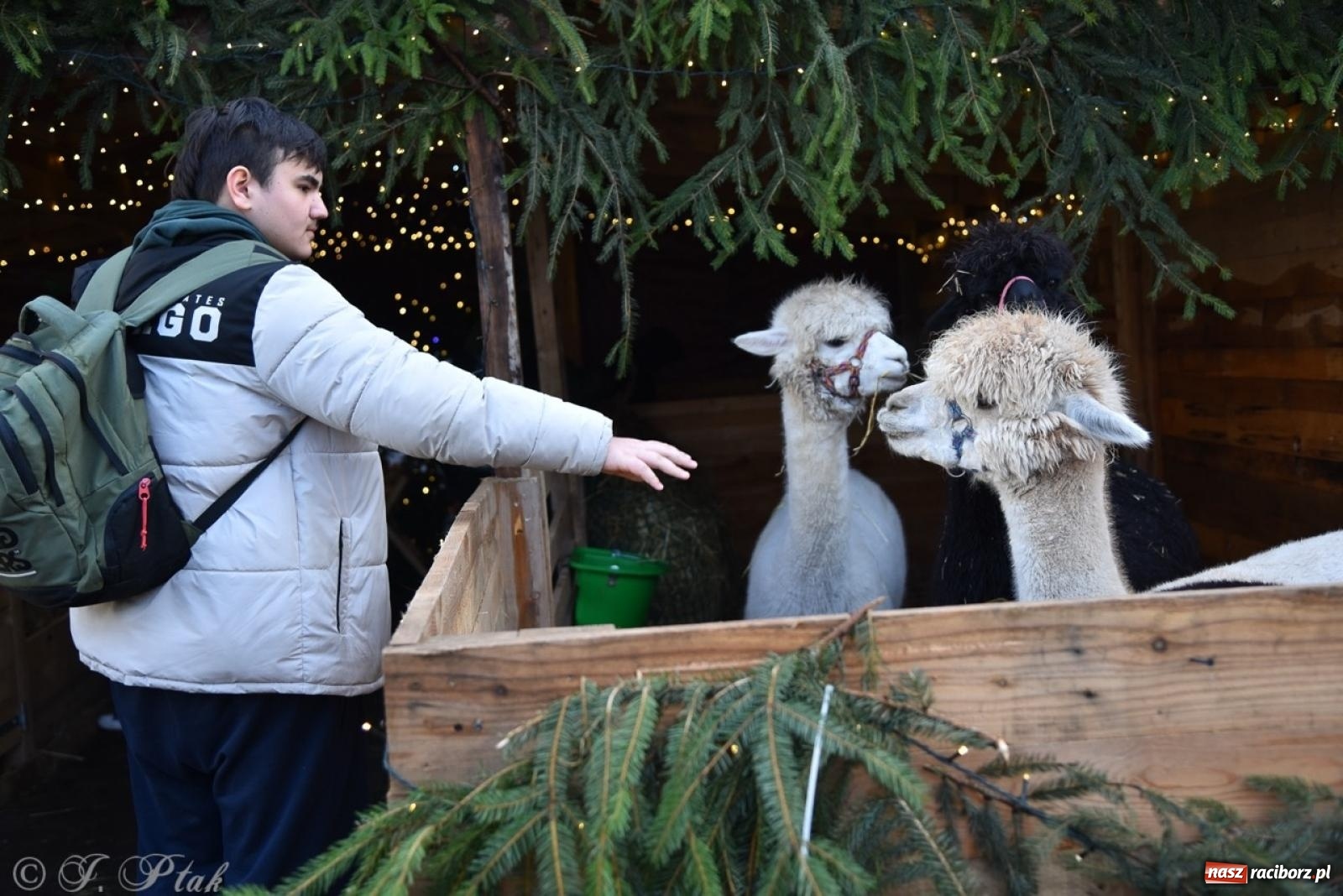 Zdjęcie w galerii na portalu naszraciborz.pl: Bajkowy Zamek Piastowski gościł Pociąg Świątecznych Marzeń [FOTO i WIDEO] wiadomości z regionu