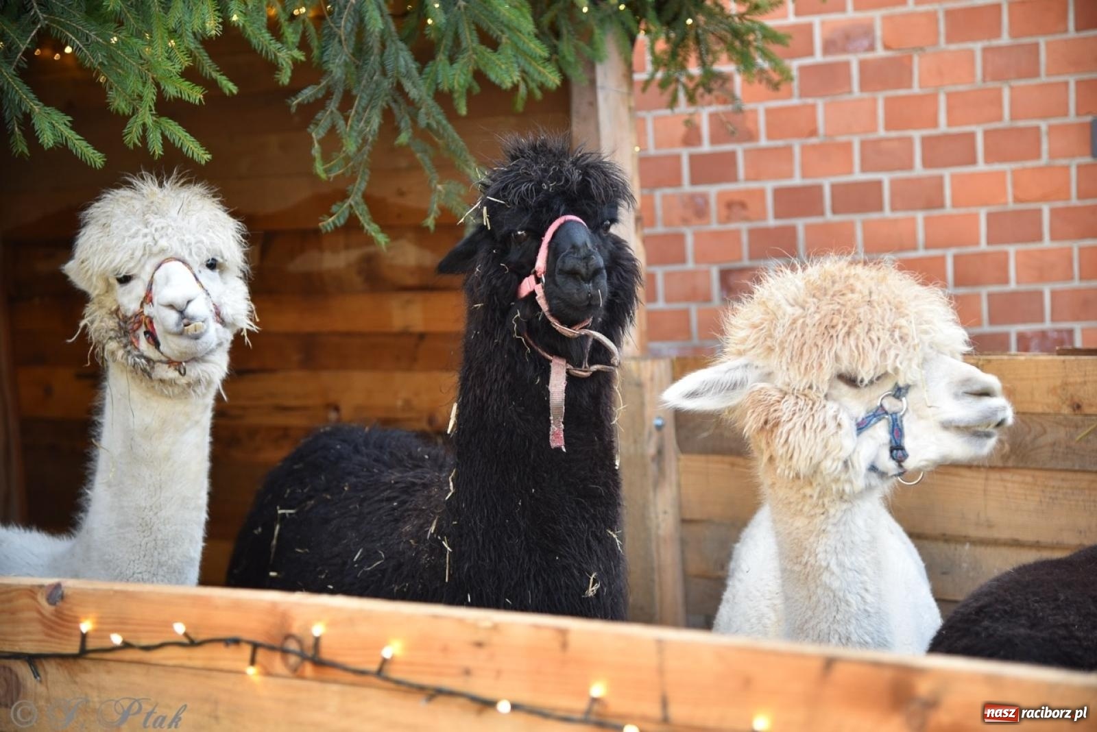 Zdjęcie w galerii na portalu naszraciborz.pl: Bajkowy Zamek Piastowski gościł Pociąg Świątecznych Marzeń [FOTO i WIDEO] wiadomości z regionu