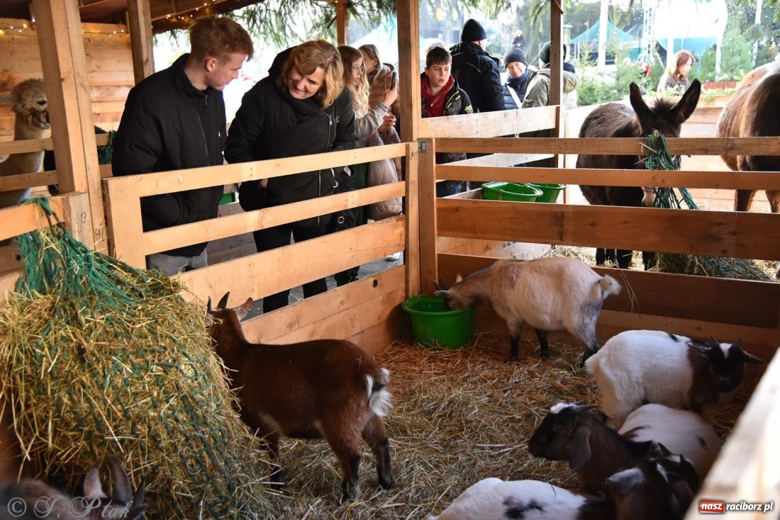 Zdjęcie w galerii na portalu naszraciborz.pl: Bajkowy Zamek Piastowski gościł Pociąg Świątecznych Marzeń [FOTO i WIDEO] wiadomości z regionu