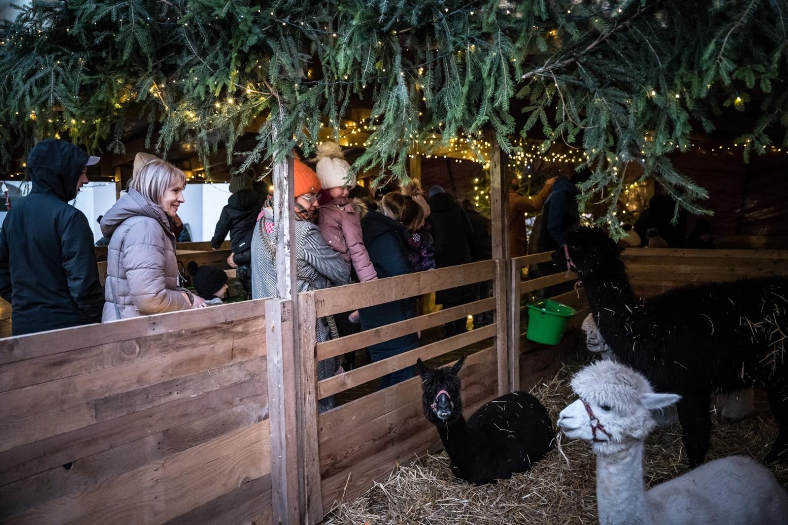 Zdjęcie w galerii na portalu naszraciborz.pl: Bajkowy zamek w świątecznej odsłonie. Sobota pełna magii, w niedzielę kolejne atrakcje [FOTO] wiadomości z regionu