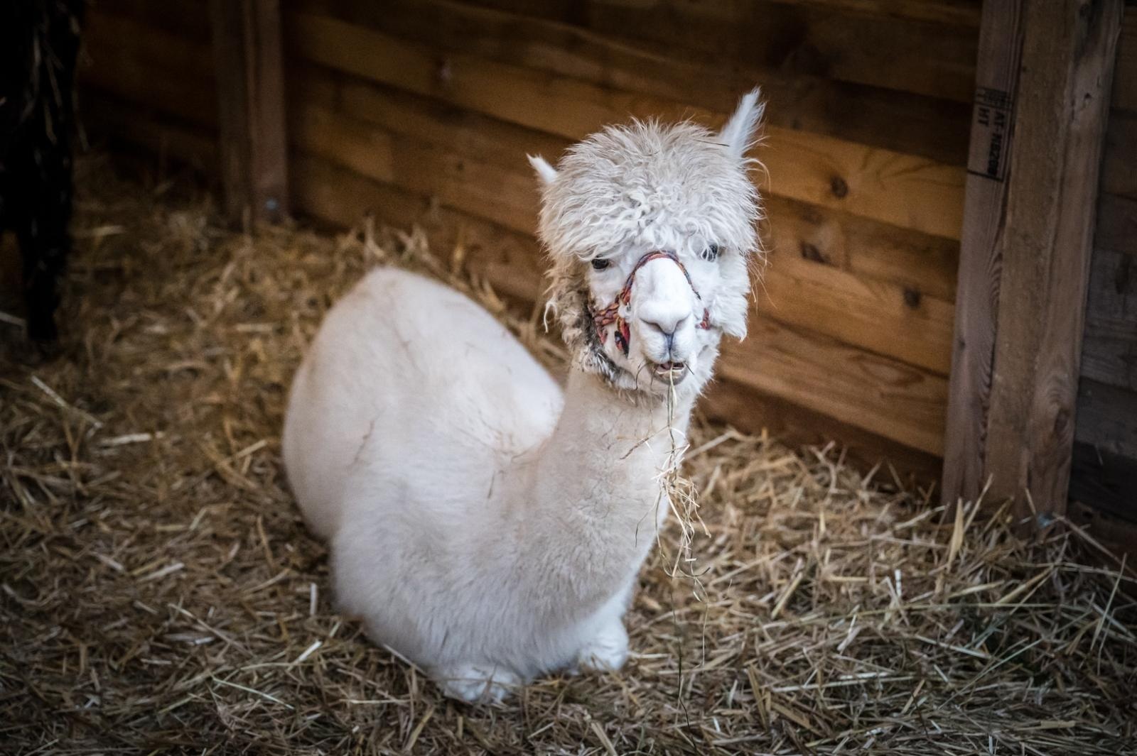 Zdjęcie w galerii na portalu naszraciborz.pl: Bajkowy zamek w świątecznej odsłonie. Sobota pełna magii, w niedzielę kolejne atrakcje [FOTO] wiadomości z regionu