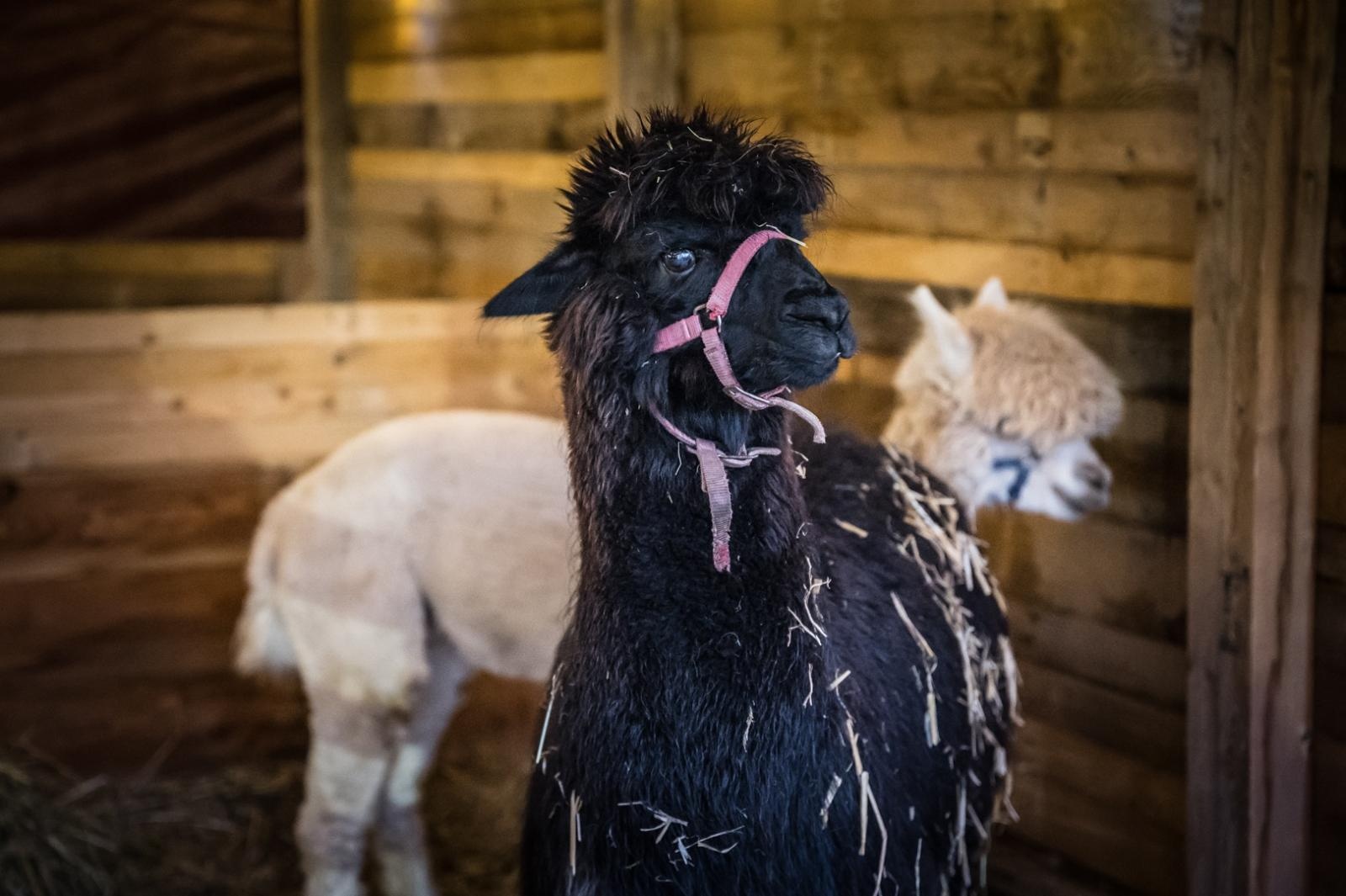 Zdjęcie w galerii na portalu naszraciborz.pl: Bajkowy zamek w świątecznej odsłonie. Sobota pełna magii, w niedzielę kolejne atrakcje [FOTO] wiadomości z regionu