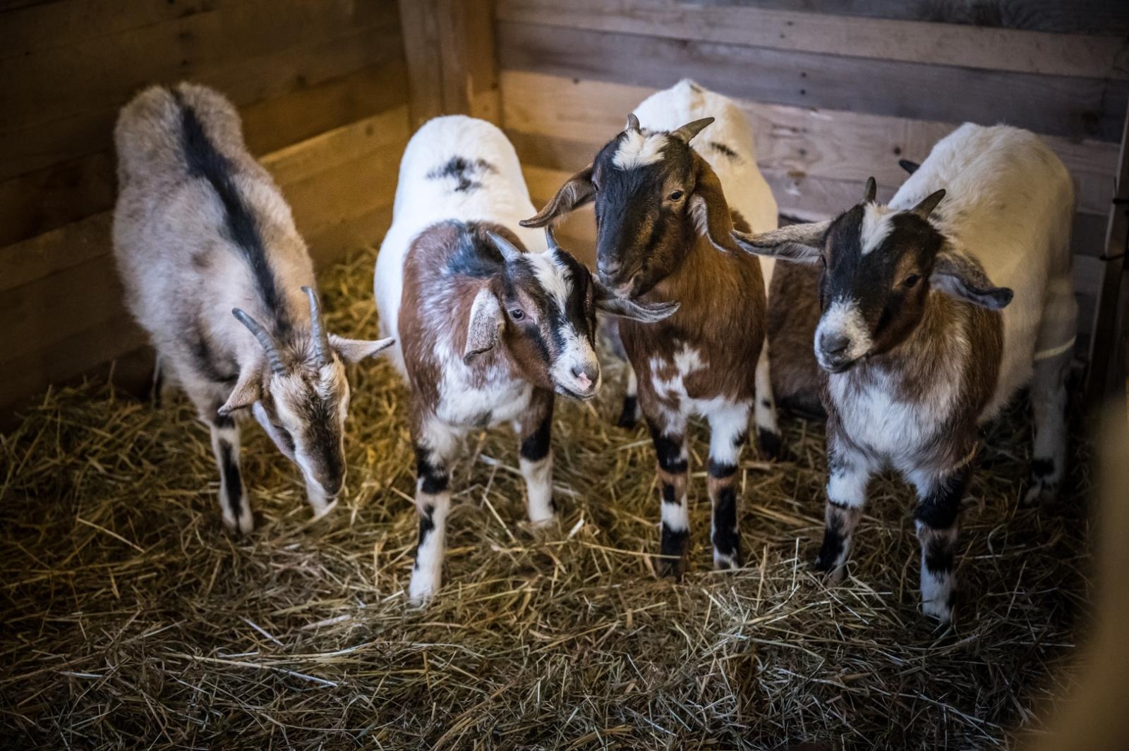 Zdjęcie w galerii na portalu naszraciborz.pl: Bajkowy zamek w świątecznej odsłonie. Sobota pełna magii, w niedzielę kolejne atrakcje [FOTO] wiadomości z regionu