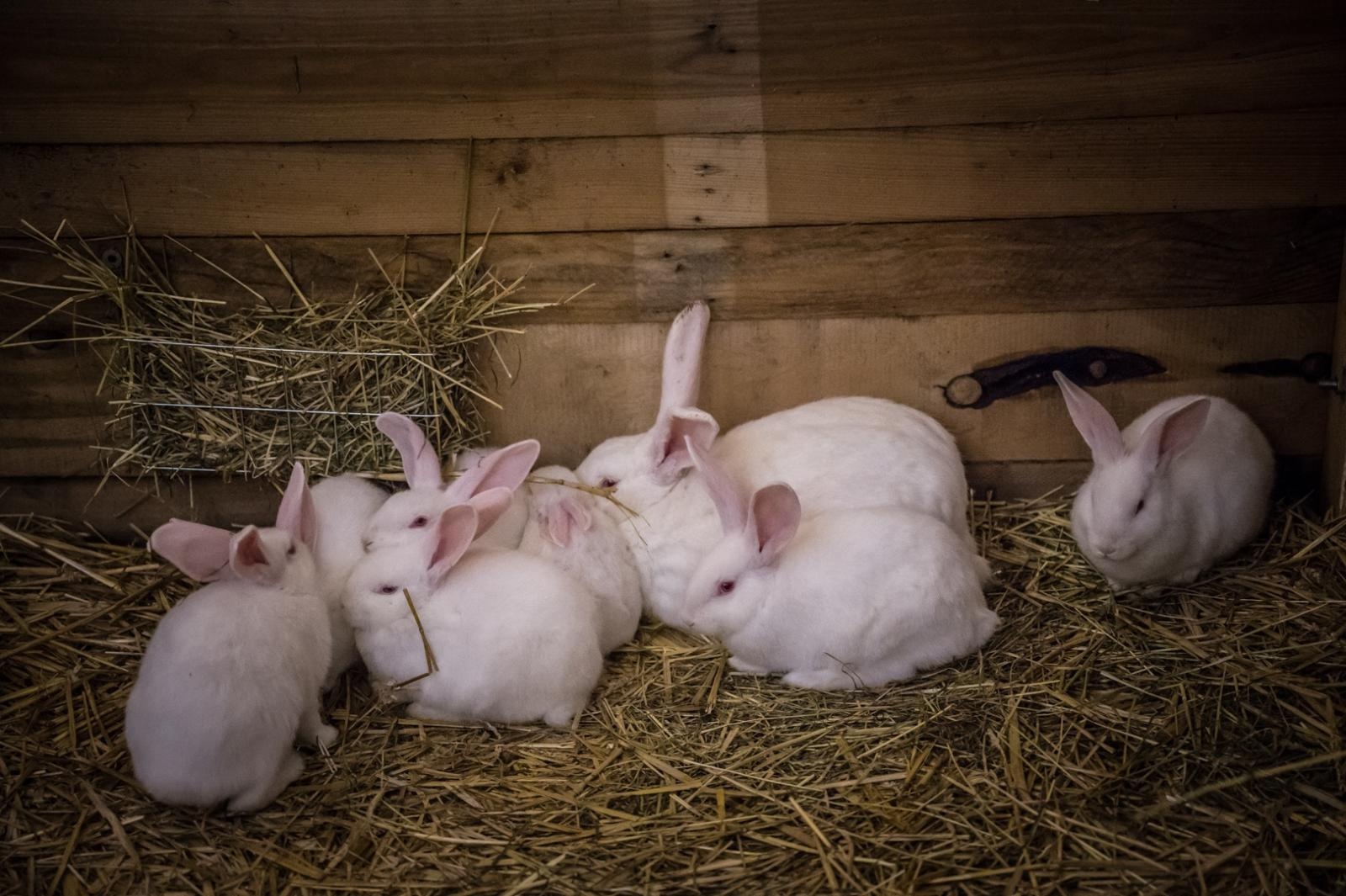 Zdjęcie w galerii na portalu naszraciborz.pl: Bajkowy zamek w świątecznej odsłonie. Sobota pełna magii, w niedzielę kolejne atrakcje [FOTO] wiadomości z regionu