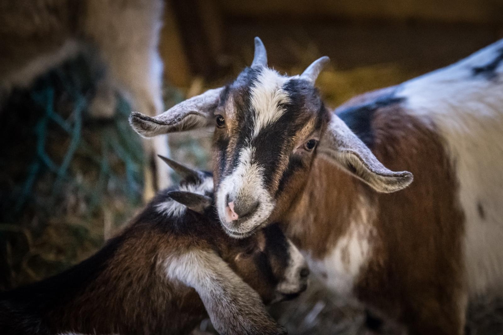Zdjęcie w galerii na portalu naszraciborz.pl: Bajkowy zamek w świątecznej odsłonie. Sobota pełna magii, w niedzielę kolejne atrakcje [FOTO] wiadomości z regionu