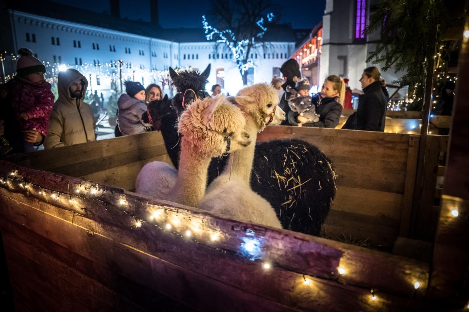 Zdjęcie w galerii na portalu naszraciborz.pl: Bajkowy zamek w świątecznej odsłonie. Sobota pełna magii, w niedzielę kolejne atrakcje [FOTO] wiadomości z regionu