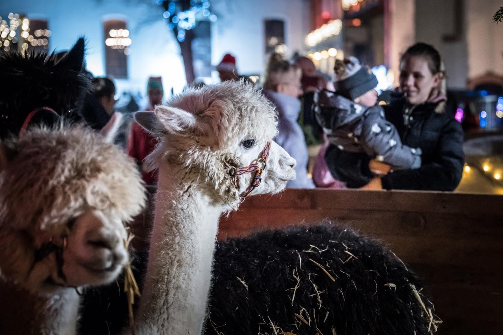Zdjęcie w galerii na portalu naszraciborz.pl: Bajkowy zamek w świątecznej odsłonie. Sobota pełna magii, w niedzielę kolejne atrakcje [FOTO] wiadomości z regionu