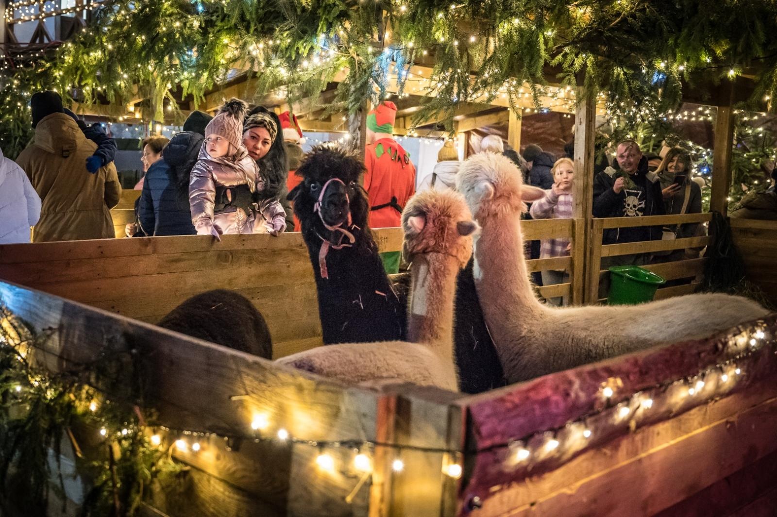 Zdjęcie w galerii na portalu naszraciborz.pl: Bajkowy zamek w świątecznej odsłonie. Sobota pełna magii, w niedzielę kolejne atrakcje [FOTO] wiadomości z regionu