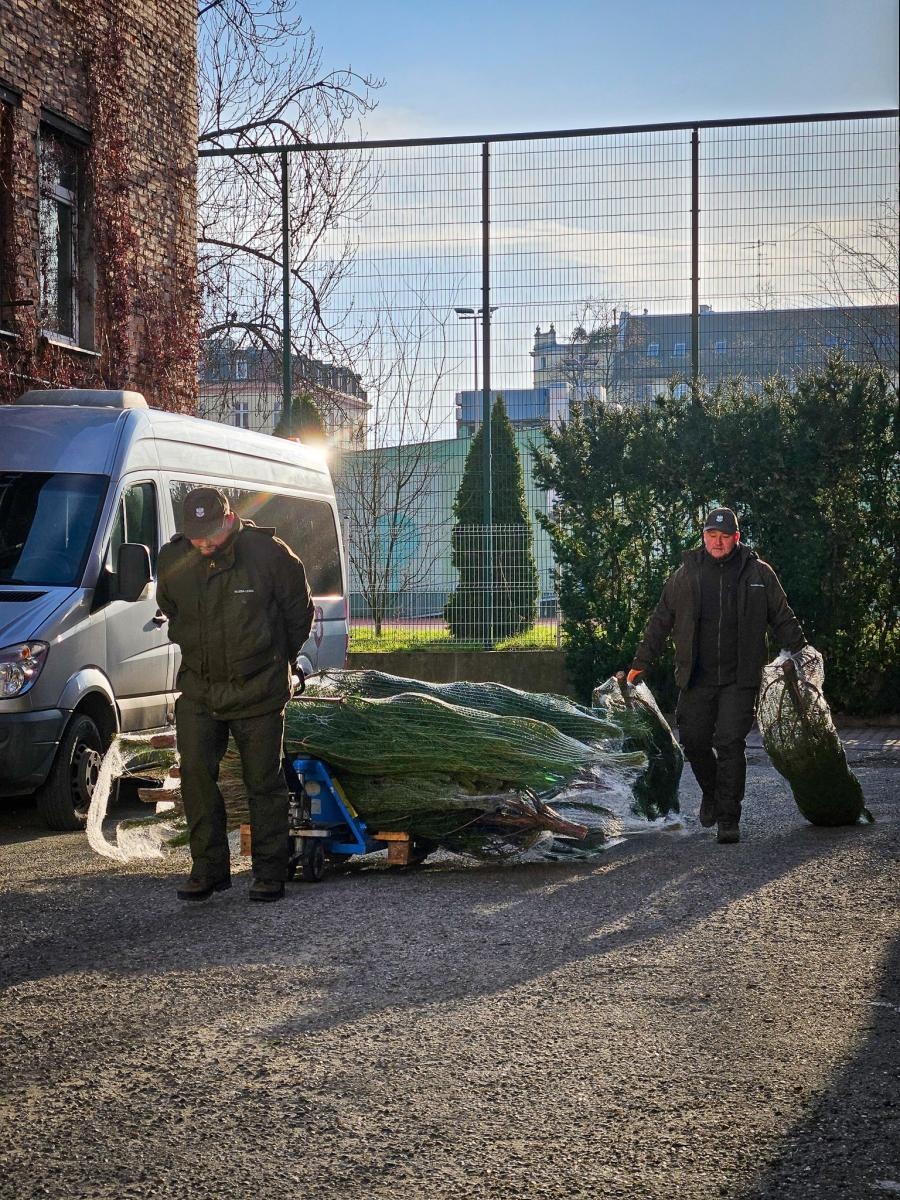 Zdjęcie w galerii na portalu naszraciborz.pl: Choinka dla życia także w Raciborzu. Duże zainteresowanie akcją honorowego krwiodawstwa [FOTO i WIDEO] wiadomości z regionu