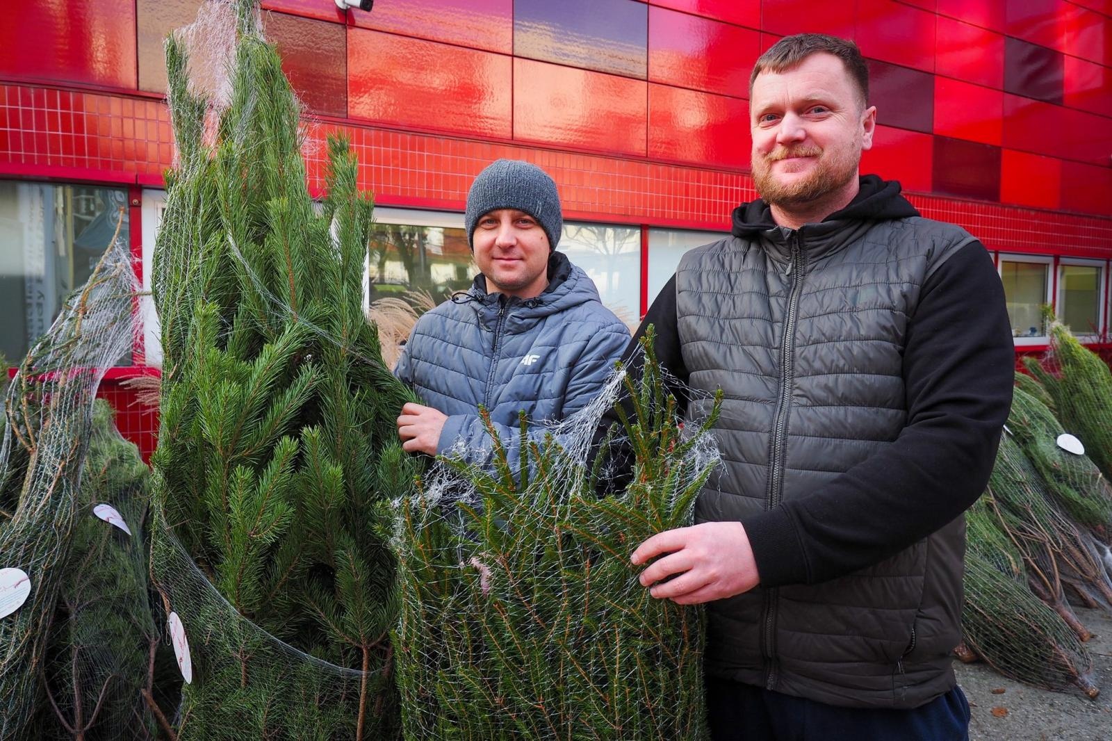 Zdjęcie w galerii na portalu naszraciborz.pl: Choinka dla życia także w Raciborzu. Duże zainteresowanie akcją honorowego krwiodawstwa [FOTO i WIDEO] wiadomości z regionu