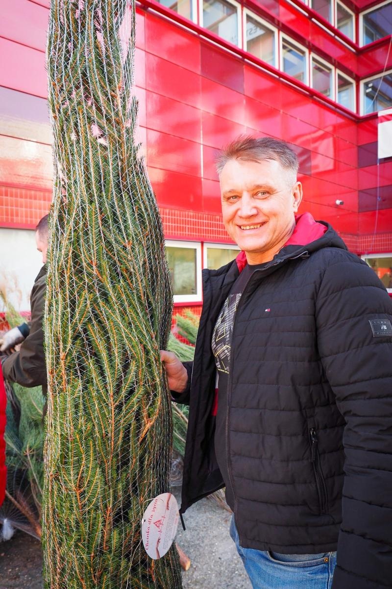 Zdjęcie w galerii na portalu naszraciborz.pl: Choinka dla życia także w Raciborzu. Duże zainteresowanie akcją honorowego krwiodawstwa [FOTO i WIDEO] wiadomości z regionu