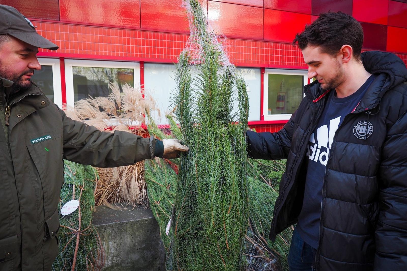 Zdjęcie w galerii na portalu naszraciborz.pl: Choinka dla życia także w Raciborzu. Duże zainteresowanie akcją honorowego krwiodawstwa [FOTO i WIDEO] wiadomości z regionu