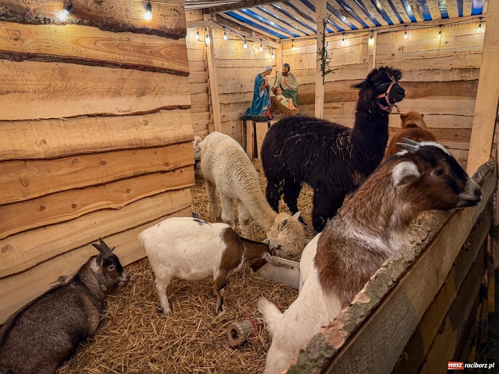 Zdjęcie w galerii na portalu naszraciborz.pl: Świąteczna atrakcja przy kościele na Ostrogu. Żywa szopka i kolędowanie w parafii św. Jana Chrzciciela [FOTO] wiadomości z regionu