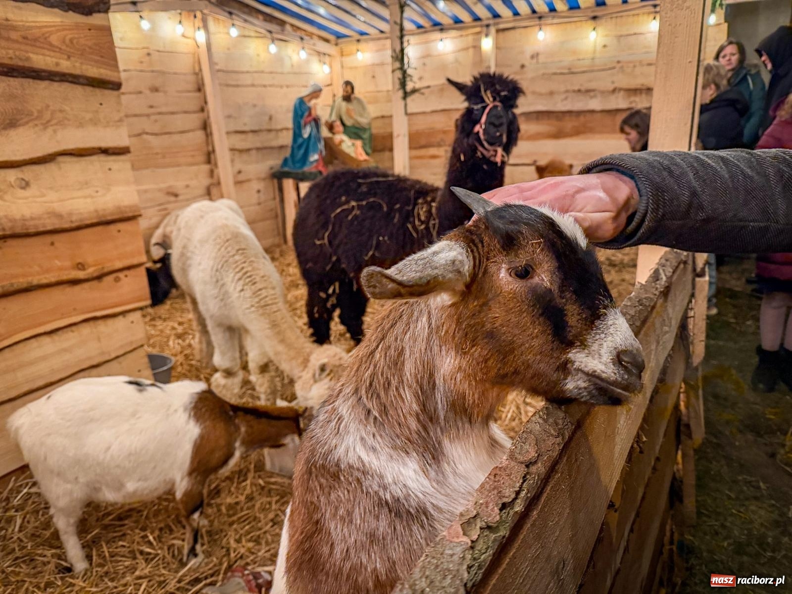 Zdjęcie w galerii na portalu naszraciborz.pl: Świąteczna atrakcja przy kościele na Ostrogu. Żywa szopka i kolędowanie w parafii św. Jana Chrzciciela [FOTO] wiadomości z regionu
