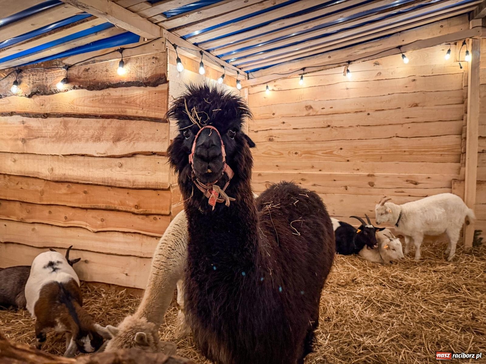 Zdjęcie w galerii na portalu naszraciborz.pl: Świąteczna atrakcja przy kościele na Ostrogu. Żywa szopka i kolędowanie w parafii św. Jana Chrzciciela [FOTO] wiadomości z regionu