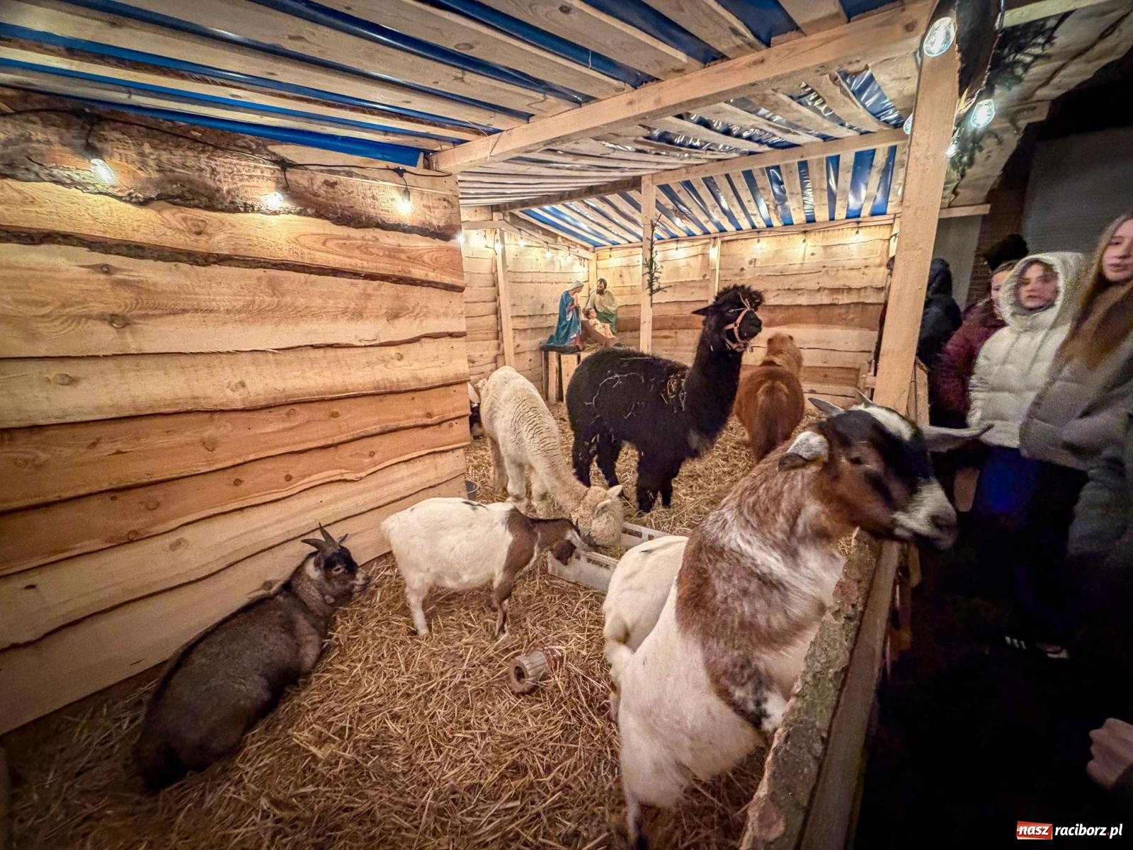 Zdjęcie w galerii na portalu naszraciborz.pl: Świąteczna atrakcja przy kościele na Ostrogu. Żywa szopka i kolędowanie w parafii św. Jana Chrzciciela [FOTO] wiadomości z regionu