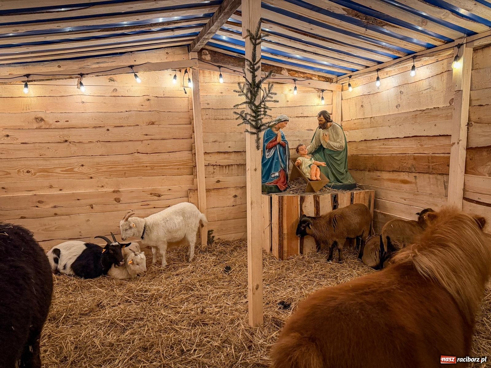Zdjęcie w galerii na portalu naszraciborz.pl: Świąteczna atrakcja przy kościele na Ostrogu. Żywa szopka i kolędowanie w parafii św. Jana Chrzciciela [FOTO] wiadomości z regionu