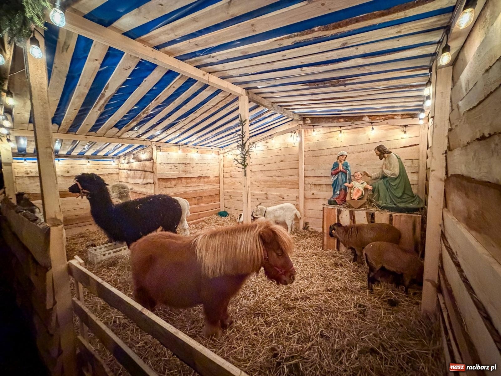 Zdjęcie w galerii na portalu naszraciborz.pl: Świąteczna atrakcja przy kościele na Ostrogu. Żywa szopka i kolędowanie w parafii św. Jana Chrzciciela [FOTO] wiadomości z regionu