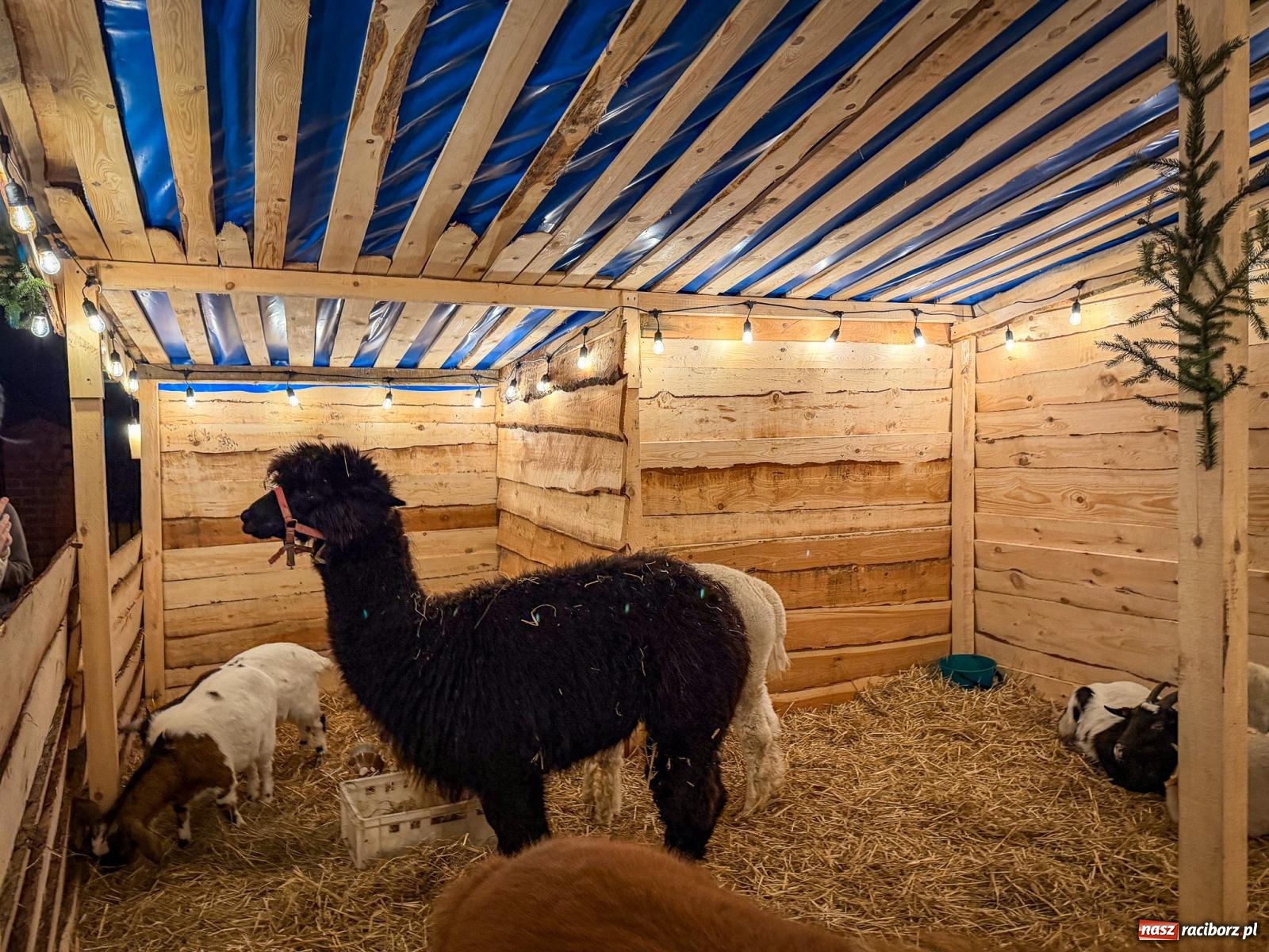 Zdjęcie w galerii na portalu naszraciborz.pl: Świąteczna atrakcja przy kościele na Ostrogu. Żywa szopka i kolędowanie w parafii św. Jana Chrzciciela [FOTO] wiadomości z regionu