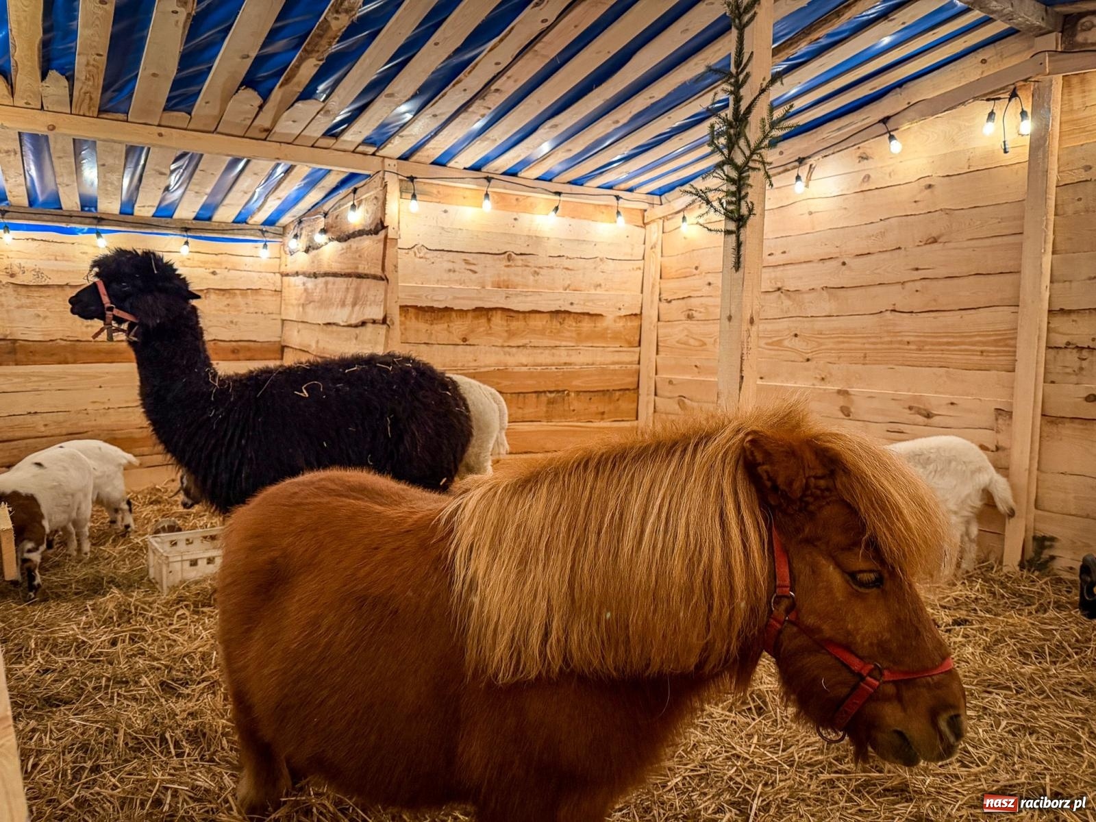 Zdjęcie w galerii na portalu naszraciborz.pl: Świąteczna atrakcja przy kościele na Ostrogu. Żywa szopka i kolędowanie w parafii św. Jana Chrzciciela [FOTO] wiadomości z regionu