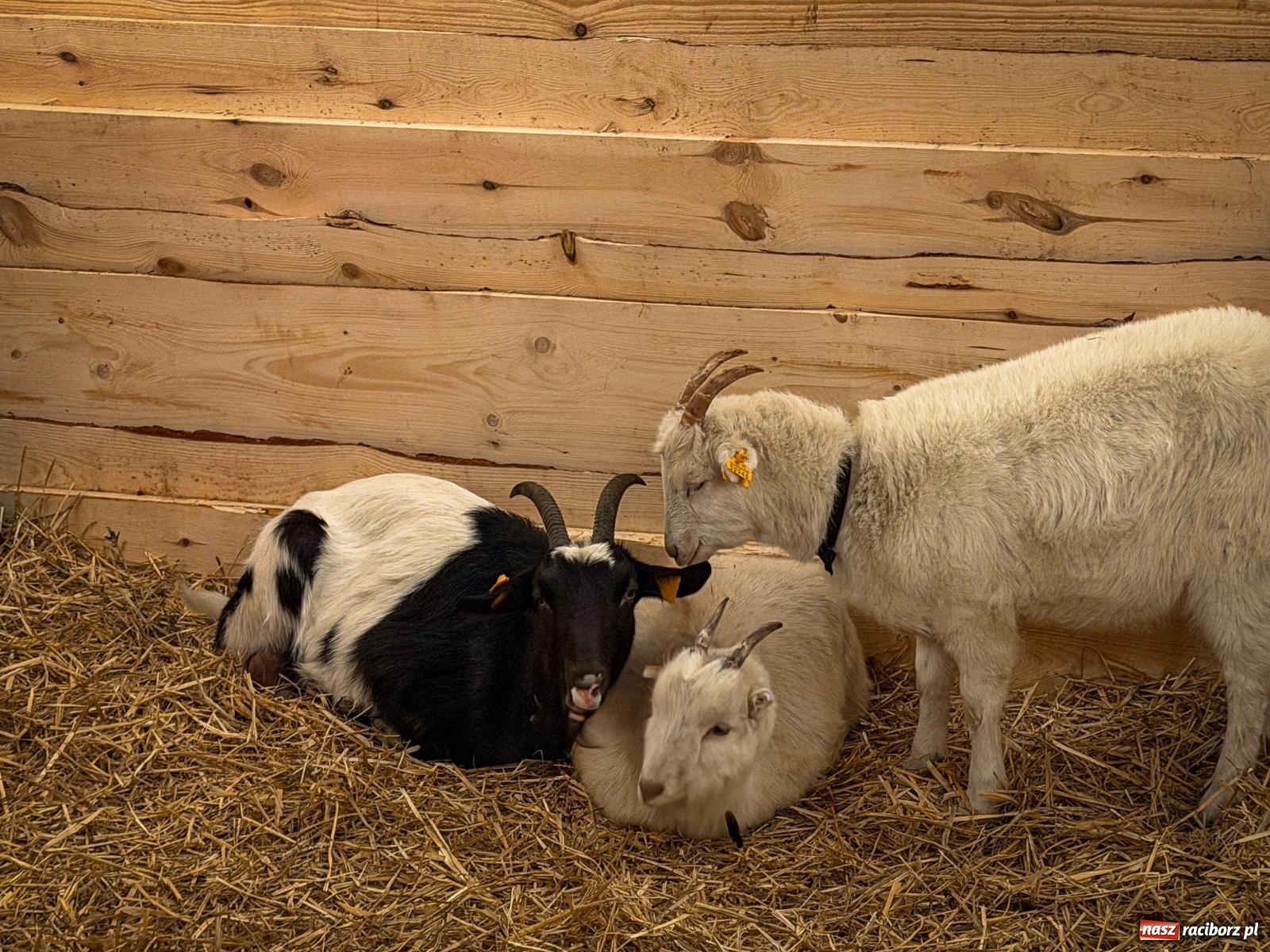 Zdjęcie w galerii na portalu naszraciborz.pl: Świąteczna atrakcja przy kościele na Ostrogu. Żywa szopka i kolędowanie w parafii św. Jana Chrzciciela [FOTO] wiadomości z regionu