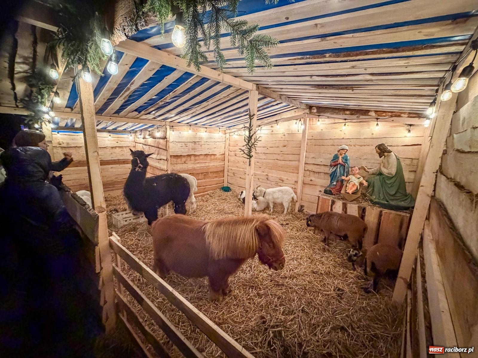 Zdjęcie w galerii na portalu naszraciborz.pl: Świąteczna atrakcja przy kościele na Ostrogu. Żywa szopka i kolędowanie w parafii św. Jana Chrzciciela [FOTO] wiadomości z regionu