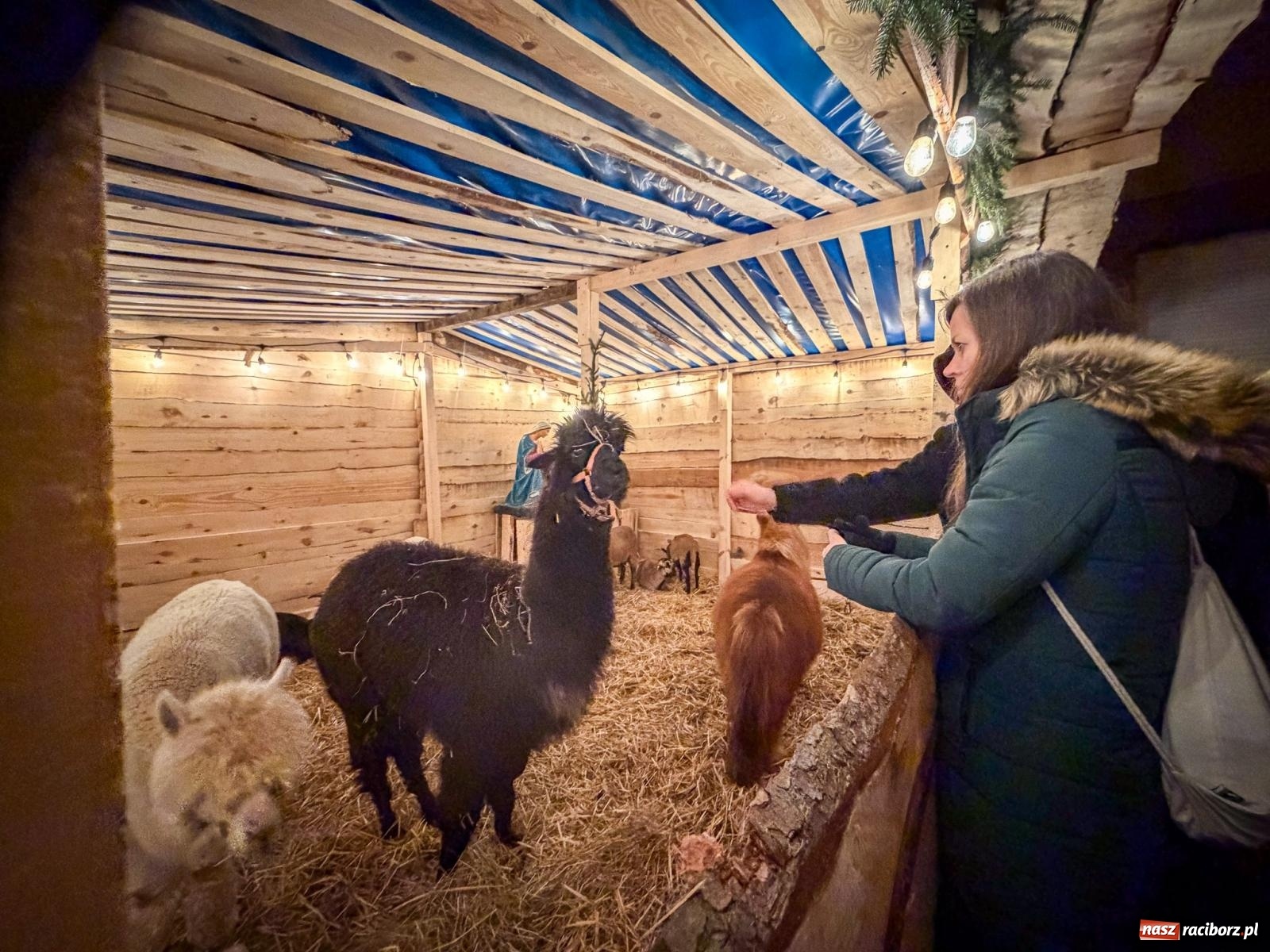 Zdjęcie w galerii na portalu naszraciborz.pl: Świąteczna atrakcja przy kościele na Ostrogu. Żywa szopka i kolędowanie w parafii św. Jana Chrzciciela [FOTO] wiadomości z regionu